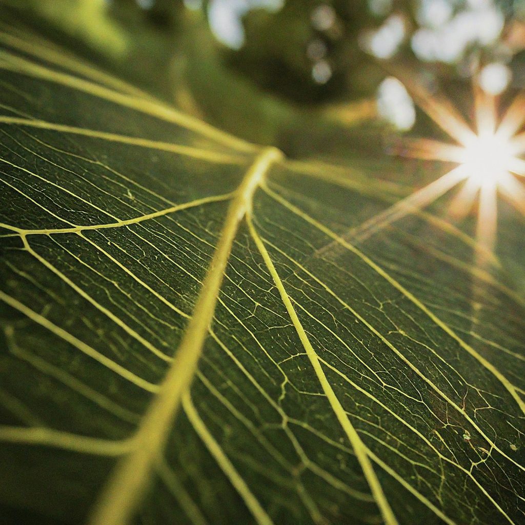 Imagen de nervios foliares de una hoja, simulando un camino hacia el sol en la distancia - Turismo Sostenible, Bosques, Sostenibilidad, Economía Circular